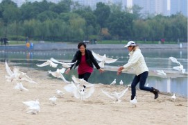 свадебные голуби стали жертвой китайских гурманов
