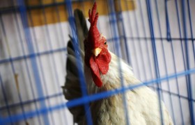 В Северном Китае отмечена вспышка птичьего гриппа