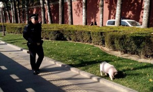 свинья в Пекине
