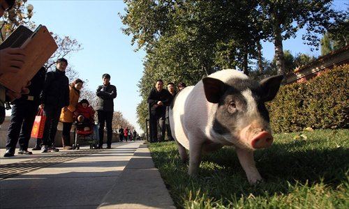 Свинья в Пекине