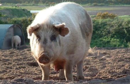 Китайский фермер вырастил 600-килограммовую свинью 