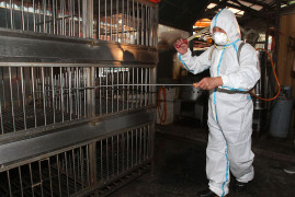 Заражение человека вирусом птичьего гриппа H7N9