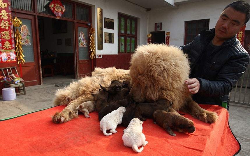 В городе Чанша (провинция Хунань) сука тибетского мастифа родила 16 щенков. Тибесткий мастиф считается самой дорогой породой собак в мире. Стоимость одной особи -- несколько миллионов юаней. Фото: HAP/Quirky China News/REX