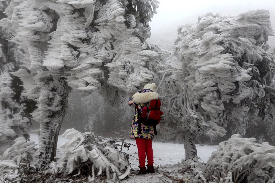 Девушка фотографирует обледеневшие деревья в одном из уездов Гуанси-Чжуанского автономного района. 
