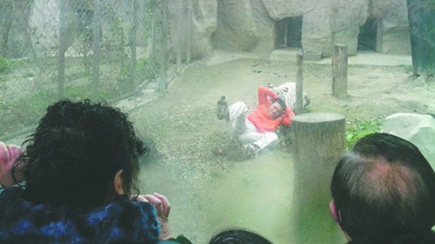 Мужчина пытался скормить себя тиграм в китайском зоопарке