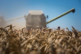 Украина опровергла информацию о срыве поставок зерна в Китай