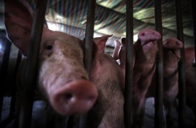 Россия решила возобновить поставки свинины из Китая