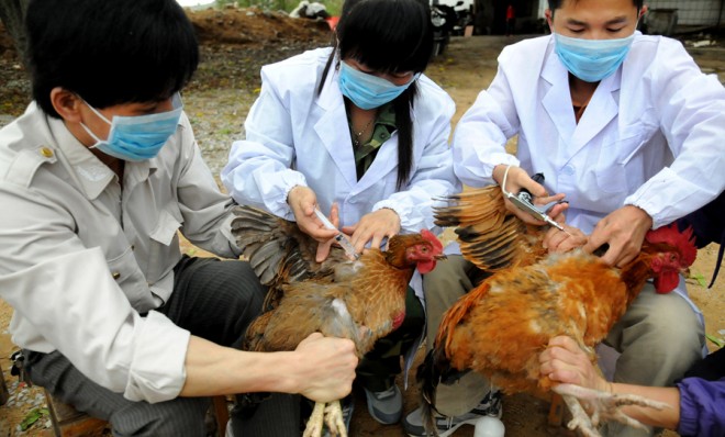 В марте 12 человек заразились вирусом гриппа H7N9 в провинции Гуандун 