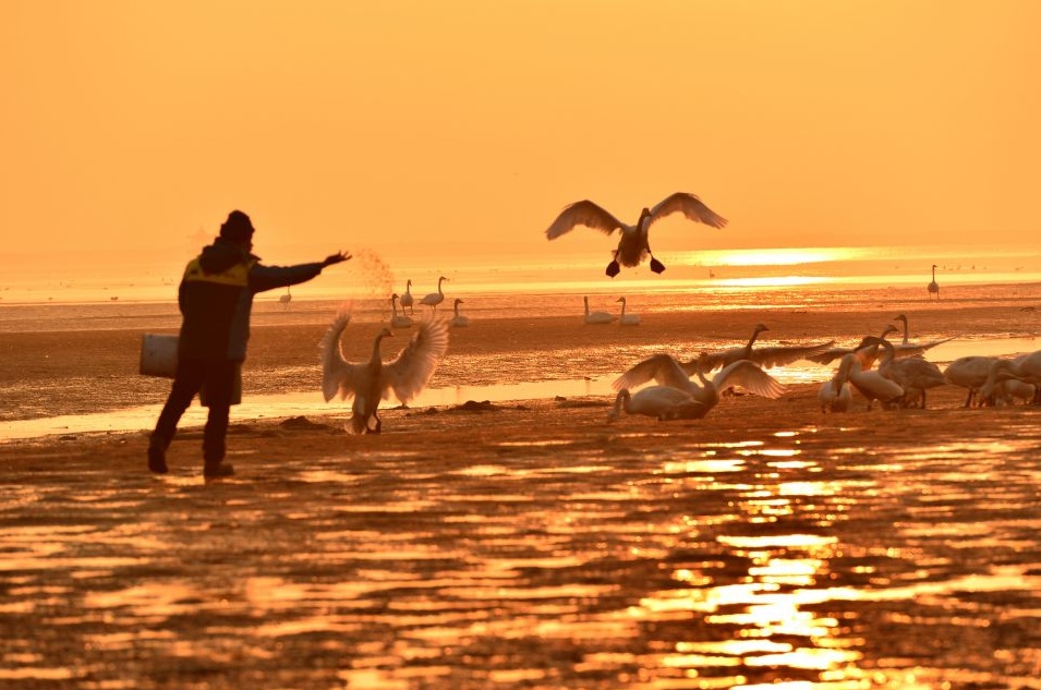 Рабочий кормит лебедей-кликунов на берегу моря в провинции Шаньдун. Птицы этого вида прилетают сюда на зимовку с северных территорий Евразии. 