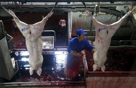Россельхознадхор решил возобновить поставки свинины из Китая