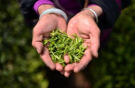 Молодые чайные листья на плантации в провинции Цзянси