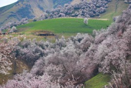 Цветущие абрикосовые деревья в Или-Казахском автономном округе, СУАР. Zong Keqiong/Xinhua/Zuma Press