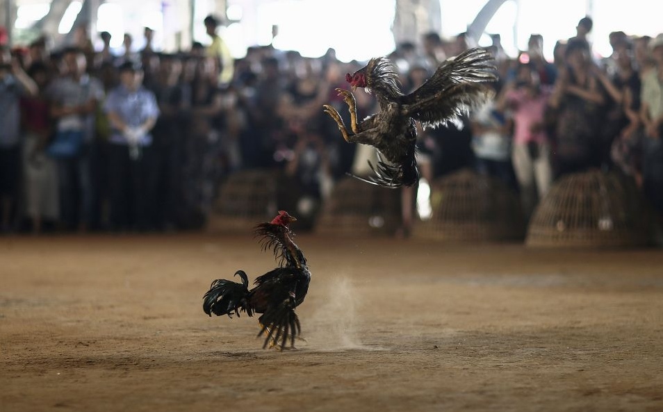 Петушиные бои в Сишуанбаньна-Дайском автономном округе, провинция Юньнань