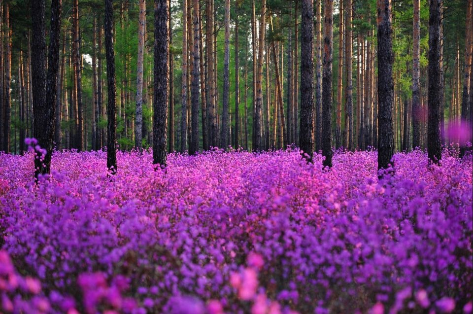 Цветение рододендронов в лесу недалеко от города Оупу, провинция Хэйлунцзян 