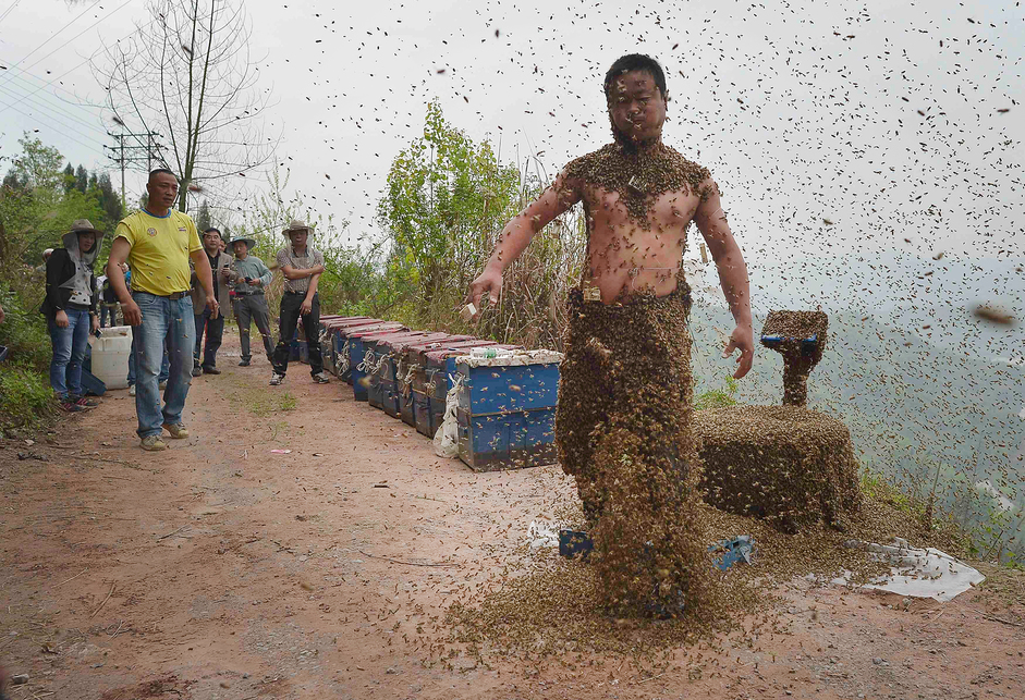 34-летний пчеловод Ши Пин из Чунцина. С помощью пчелиных королев он за 40 минут приманил более 460 тысяч пчёл, общий вес которых составил 45 килограммов.