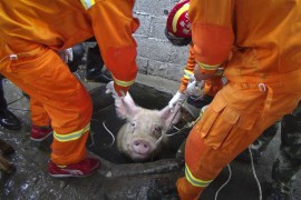 Семь пожарных были задействованы в спасении свиньи на ферме в провинции Чжэцзян. Спасательная операция увенчалась успехом, 300-килограмовая свинья была извлечена из колодца.
