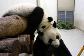 Детеныш панды Юань Цзай играет со своей мамой Юань Юань в зоопарке Тайбэя.