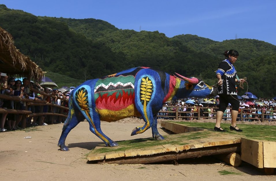 Конкурс покраски буйволов прошел в провинции Юньнань. Участники из 8 стран состязались за главный приз в 100 тысяч юаней ($16 000).