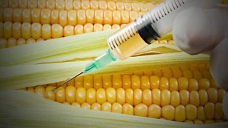 В Китае усилен надзор за исследованиями ГМО после кражи образцов