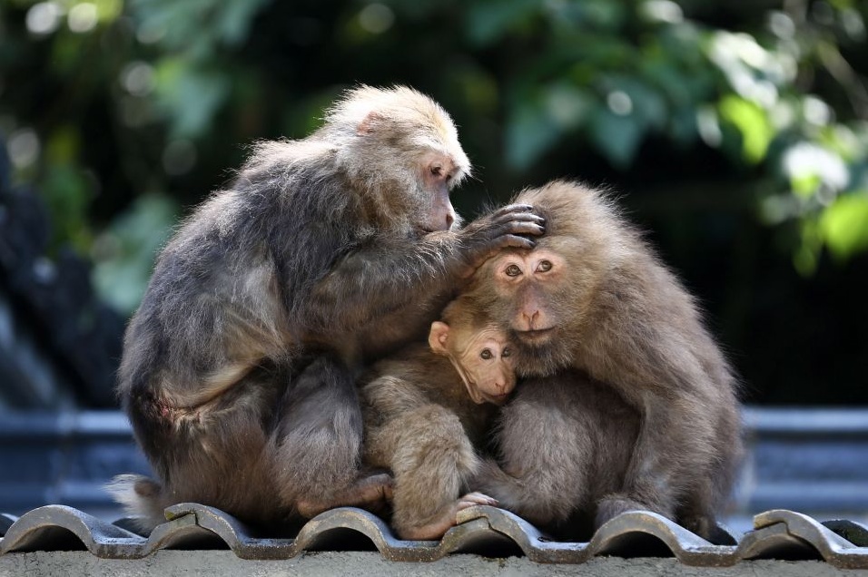Макаки в долине обезьян в горах Хуаншань, провинция Аньхой.