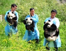Работники Центра спасения и исследования диких животных несут детенышей панд, провинция Шэньси.