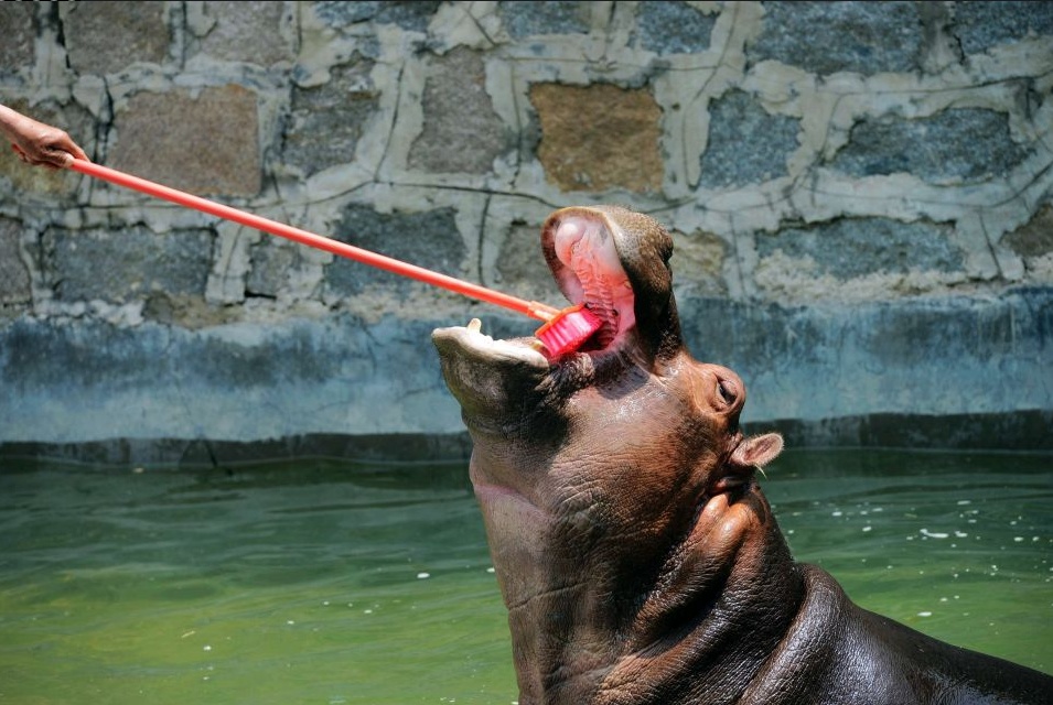 Чистка зубов бегемота в "Мире дикой природы" в Циндао, провинция Шаньдун. 