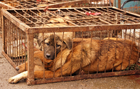 5 фактов, которые нужно знать о китайском фестивале поедания собак