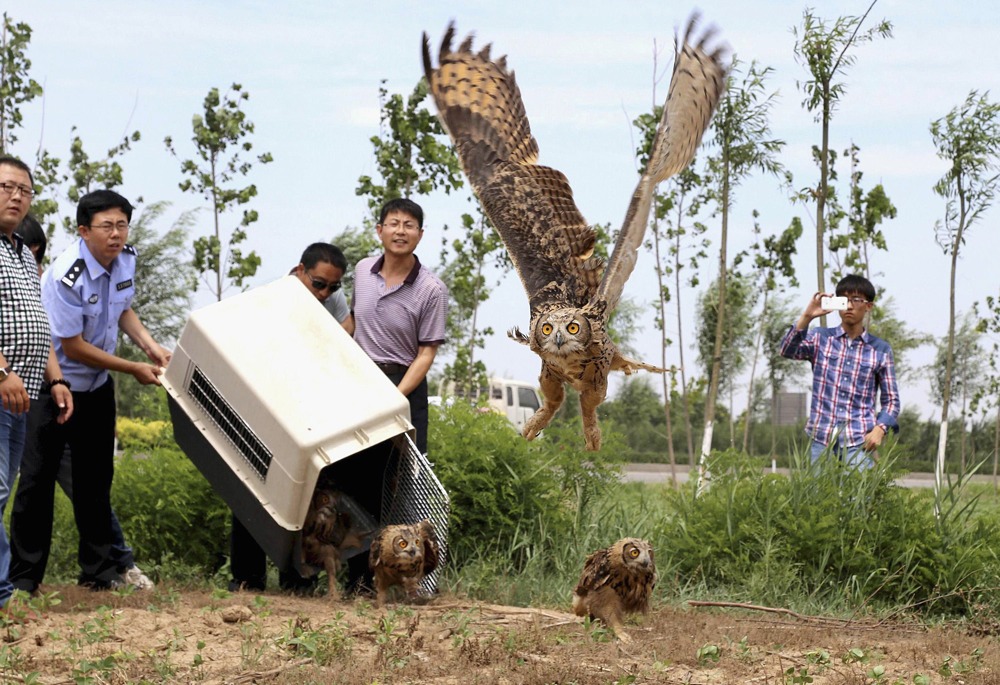 Полицейские и волонтеры отпускают на волю филинов после того, как редкие в этой местности птицы получили необходимое лечение. Цанчжоу, провинция Хэбэй.