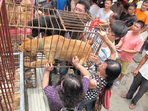 Опрос в Пекине: Собаки – друзья или еда?