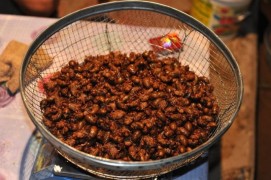 В Шаньси сельские жители зарабатывают до 1000 юаней за ночь, собирая цикад