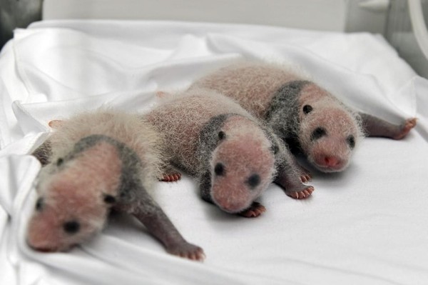 Первая в мире тройня панд родилась в сафари-парке Гуанчжоу