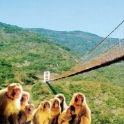 В Китае построят мост для обезьян