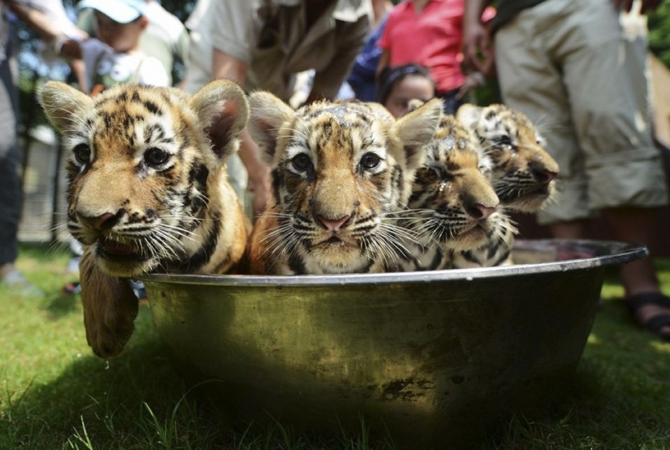 Тигрята спасаются от жары в тазе с водой, Янчжоу, провинция Цзянсу