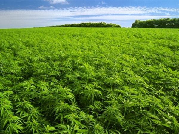 плантации марихуаны фото