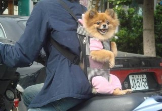 Китаянка покусала полицейского, не пустившего ее в метро с собакой