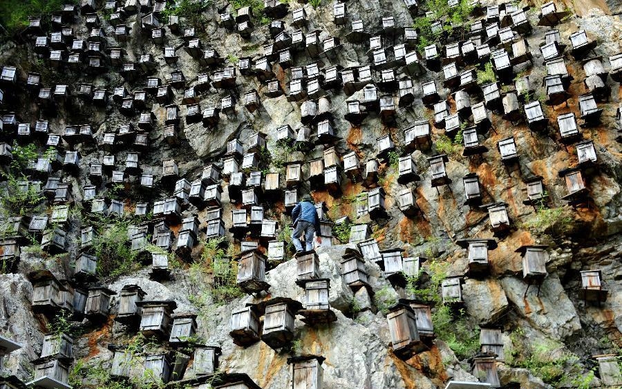 Пчелиные ульи в заповеднике Шэньнунцзя в провинции Хубэй. 