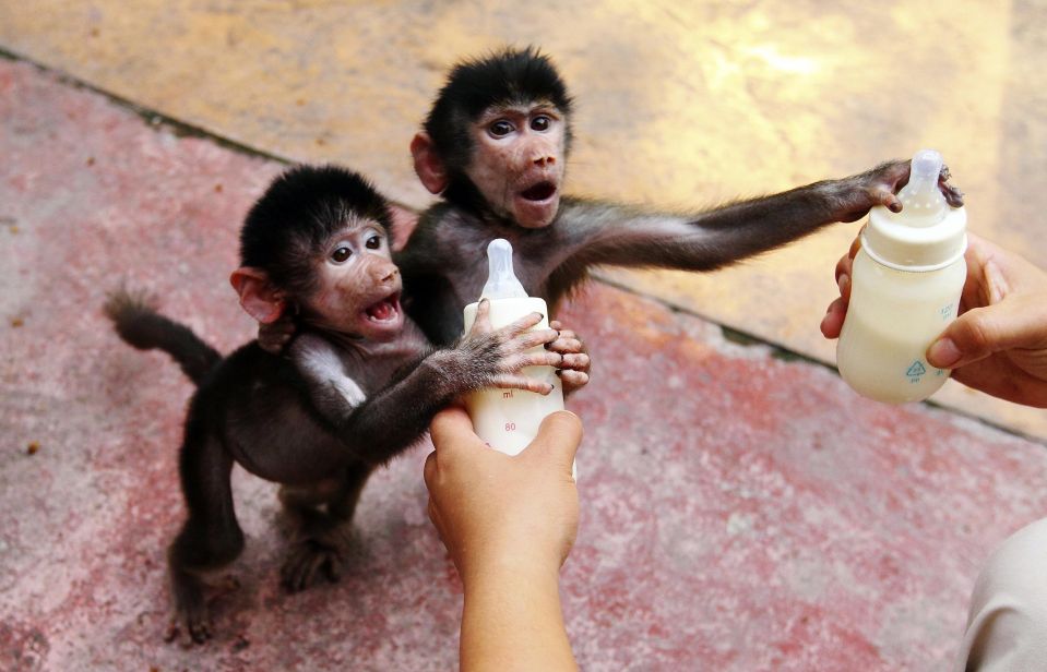 Детеныши гамадрила в зоопарке города Ханчжоу, провинция Чжэцзян. 