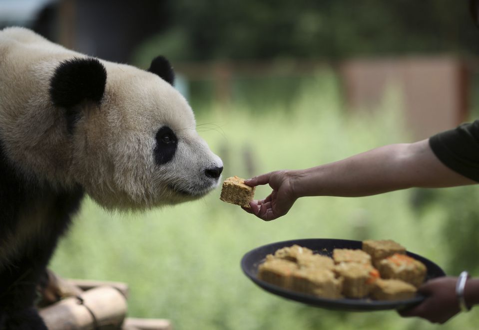 Работник зоопарка в Куньмине кормит панду юэбинами (лунные пряники) в честь наступающего Праздника  середины осени, провинция Юньнань. 