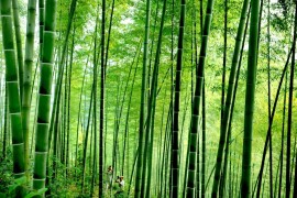 Бамбуковый лес в уезде Хошань, провинция Аньхой