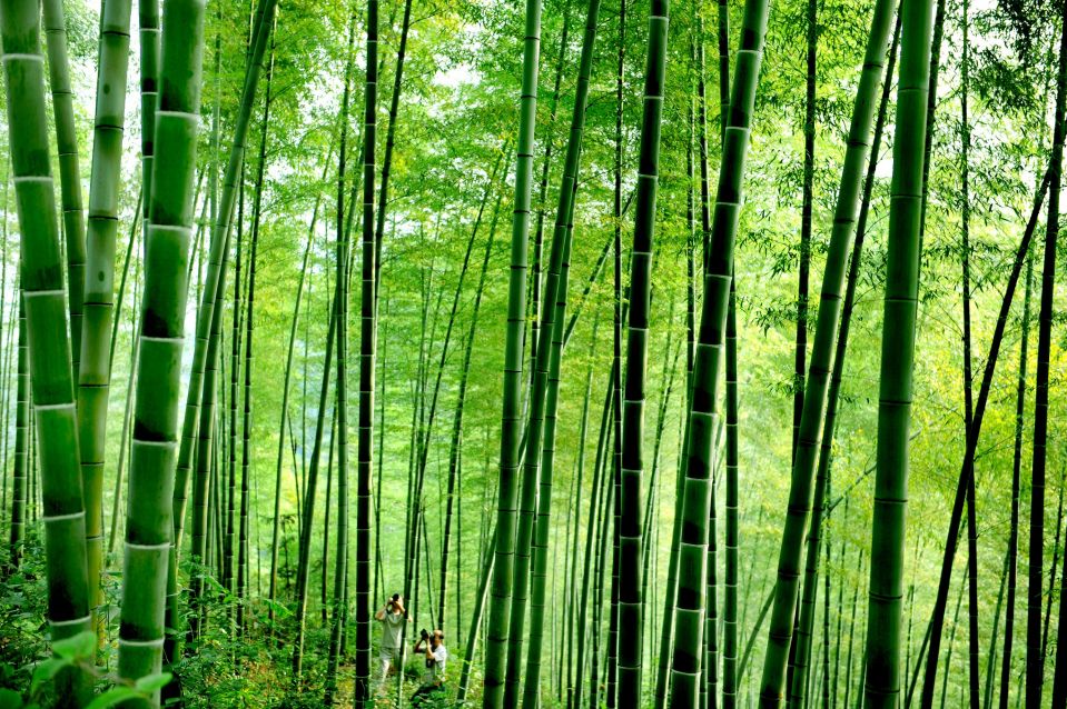 Бамбуковый лес в уезде Хошань, провинция Аньхой