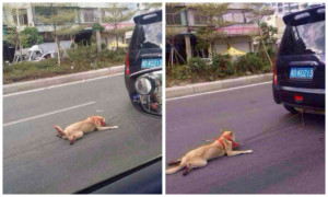 Скандал в китайском интернете: мужчина протащил собаку по дороге, привязав к автомобилю