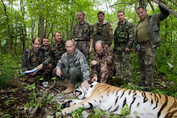 Выпущенный Путиным амурский тигр Кузя уплыл в Китай
