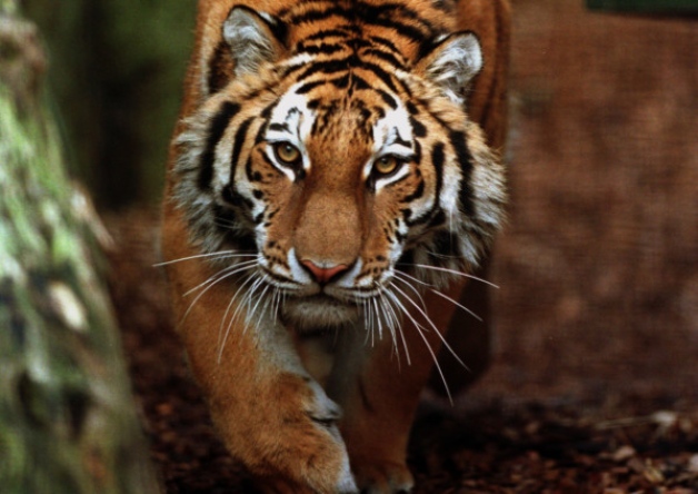 Китайские пограничники заподозрили путинского тигра в нападении на курятник