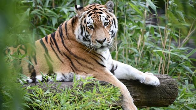 В Китае начались поиски «путинского» тигра Кузи