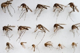 Почти 14000 случаев заражения лихорадкой денге зарегистрированы в Гуандуне