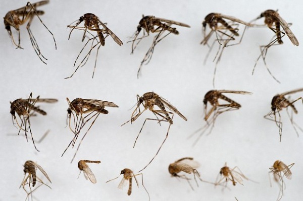 Почти 14000 случаев заражения лихорадкой денге зарегистрированы в Гуандуне