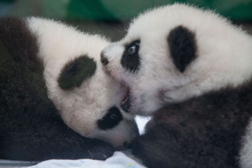 Два детеныша панды из тройни, которая родилась в сафари-парке Chimelong, расположенном в Гуанчжоу . Недавно тройне исполнилось 100 дней.