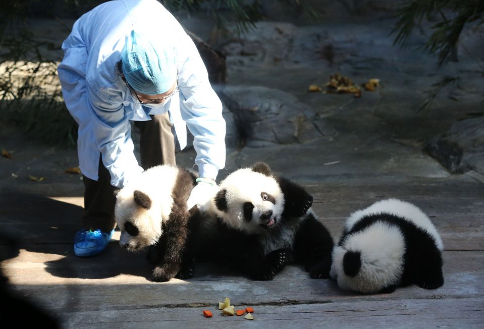 Медицинский работник и единственная в мире тройня панд в сафари-парке Chimelong в Гуанчжоу.
