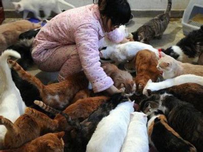 28-летняя китаянка содержит 70 котов
