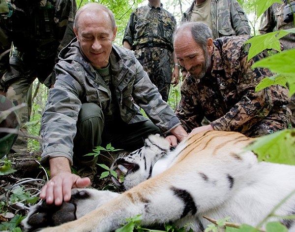 Путинский тигр Кузя вернулся домой